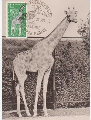Bild des Verkufers fr Tarjeta Mxima - Maximum card : Angola - Giraffe im Tierpark. Berlin Friedrichsfelde. Jahre Tierpark zum Verkauf von LIBRERA MAESTRO GOZALBO