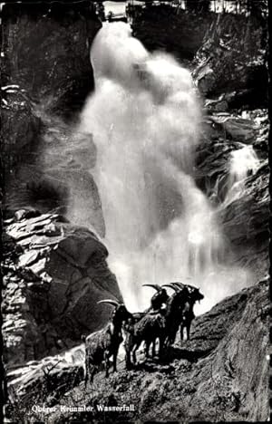 Ansichtskarte / Postkarte Oberer Krimmler Wasserfall, Ziegen an einer Bergwand, Steinböcke