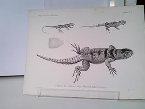 1 Hoplurus Barnardi 2) Pullus 3) Chalarodon Madagascariensis Pet. - Amphibien Tafel VI der Naturw...