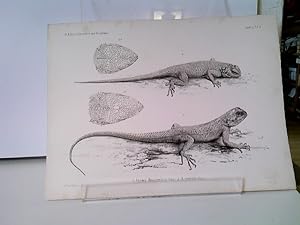 1) Agama Mossambica 2) A. armata - Amphibien Tafel VII der Naturwissenschaftliche Reise nach Moss...