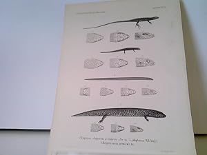 1) Euprepes elegans Pet. 2) Eumeces afer Pet. 3) Ablepharus Wahlbergii 4) Herpetosaura erenicola ...