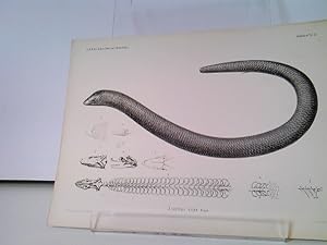 Acontias niger - Amphibien Tafel XII der Naturwissenschaftliche Reise nach Mossambique, auf Befeh...