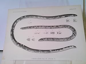 1) Onychocephalus dinga, Pet. 2) O. varius, Pet. - Amphibien Tafel XIV der Naturwissenschaftliche...