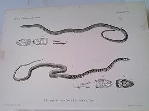 1) Coronella olivacea 2) C. semiornata - Amphibien Tafel XVII der Naturwissenschaftlichen Reise n...
