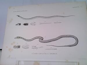 1) Uriechis nigriceps, 2) U. lunulatus - Amphibien Tafel XVIII der Naturwissenschaftlichen Reise ...