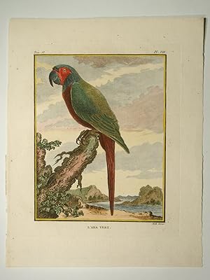 Bild des Verkufers fr Histoire Naturelle des Oiseaux. Tome 6, Pl. VIII: l'Ara Vert. zum Verkauf von Versandantiquariat Christine Laist