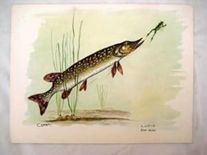 Lámina - Plate : LUCIO. Esox lucius.