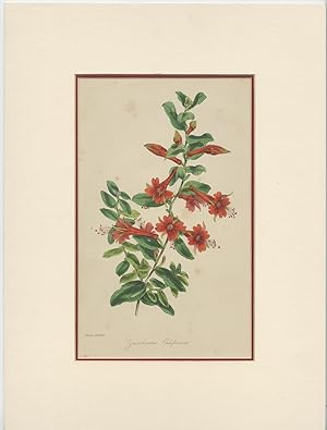 Antique Botany Print of the Zauschneria California by S. Holden (c.1850)
