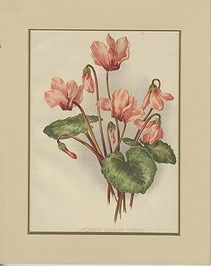 Antique Botany Print of the Cyclamen Salmon Queen (c.1880)