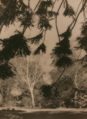 Bild des Verkufers fr Parklands. A vintage gelatin silver photograph (float-mounted, image size 295  222 mm) on the original mount (circa 1910s) zum Verkauf von Michael Treloar Booksellers ANZAAB/ILAB