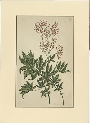 Antique Botany Print of the Filipendula Rubra (c.1800)