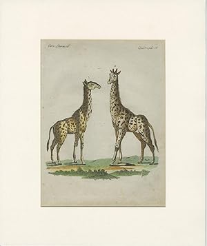 Antique Animal Print of a Male and Female Giraffe (c.1750)
