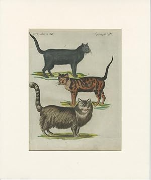 Antique Animal Print of Cats (c.1750)