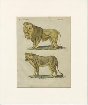 Antique Animal Print of a Male and Female Lion (c.1750)