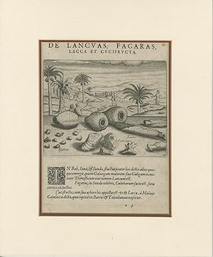 Antique Print of Fruits and Spices from Java and Bali by J.H. van Linschoten (1601)