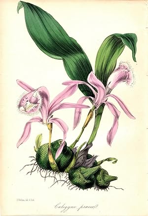 "COELOGYNE PRAECOX (EARLY FLOWERING COELOGYNE)"--Original Hand-Colored Lithograph from Paxton's M...