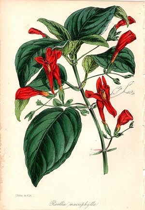 "RUELLA MACROPHYLLA" (LARGE-LEAVED RUELLA)--Original Hand-Colored Lithograph from Paxton's Magazi...