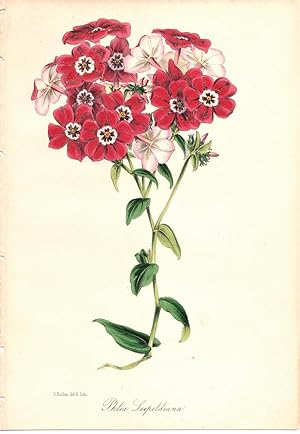 "PHLOX LEOPOLDIANA" (KING LEOPOLD LYCHNIDEA)--Original Hand-Colored Lithograph from Paxton's Maga...