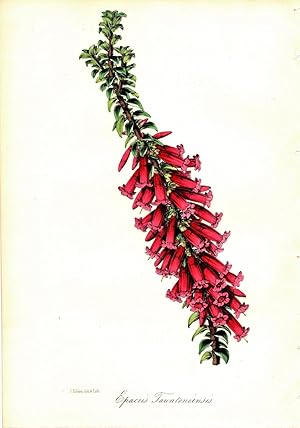 "EPACRIS TAUNTONIENSIS" (THE TAUNTON HYBRID EPACRIA)"--Original Hand-Colored Lithograph from Paxt...