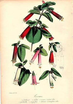 "CORRAEAS" (GAINES' SEEDLING CORRAEAS)"--Original Hand-Colored Lithograph from Paxton's Magazine ...