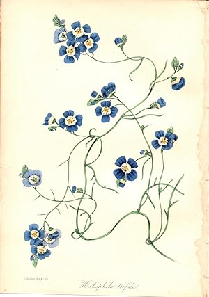 "HELIOPHILA TRIFIDA" (TRIFID SUNCRESS)"--Original Hand-Colored Lithograph from Paxton's Magazine ...
