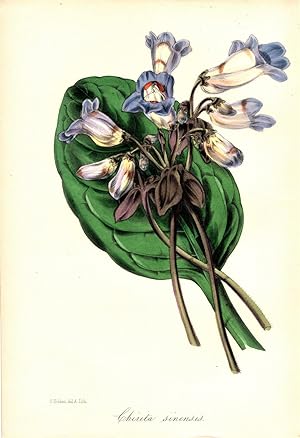 "CHIRITA SINENSIS" (CHINESE CHIRITA)"--Original Hand-Colored Lithograph from Paxton's Magazine of...