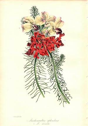 "LESCHENAULTIA SPLENDENS" (SPLENDID LESCHENAULTIA)"--Original Hand-Colored Lithograph from Paxton...