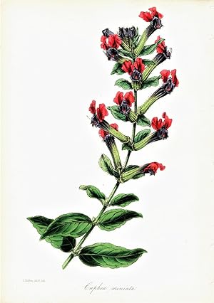 "CUPHEA MINIATA" (VERMILLION-FLOWERED CUPHEA)"--Original Hand-Colored Lithograph from Paxton's Ma...