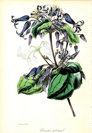 "CLEMATIS TUBULOSA" (TUBULAR-FLOWERED VIRGIN'S-BOWER)"--Original Hand-Colored Lithograph from Pax...