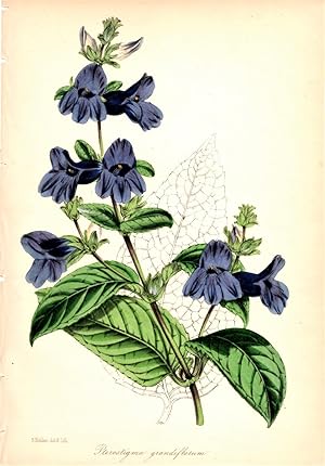 "PTEROSTIGMA GRANDIFLORUM" (LARGE-FLOWERED WINGPOINT)--Original Hand-Colored Lithograph from Paxt...