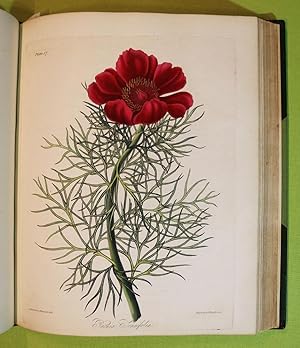 Floral Illustrations of the Seasons - Consisting of The Most Beautiful, Hardy and Rare Herbaceous...