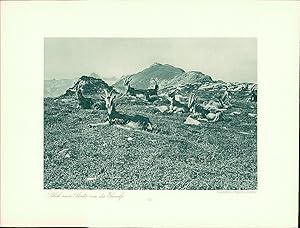 Seller image for Kupfertiefdruck : St. Gallen gegen den Bodensee. Blick zum Sntis von der Ebenalp. Doppeltafel nach Photographien for sale by Bcher bei den 7 Bergen