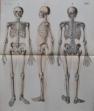 ANTHROPOS. Tafel mit Skelett. Tabelle I: 3 Skelette vorn, hinten, seitlich. Farbige Lithographie....