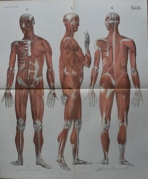 ANTHROPOS. Tafel mit Muskeln.Tabelle II: 3 Muskeldarstellungen vorn, hinten, seitlich. Farbige Li...