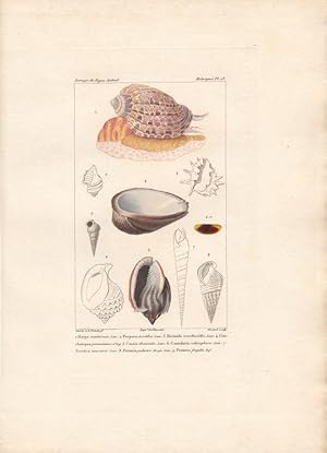 Harpa ventricosa. Lam. Purpura trochlea. Lam. Concholepas peruvianus. d'Arg. Kol. Kupferstich Mol...