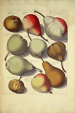 Image du vendeur pour Pomologia, dat is beschryvingen en afbeeldingen van de beste soorten van appels en peeren. mis en vente par Librairie Camille Sourget