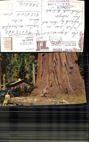 Seller image for 560003,Baum Uncle Ned Tree Tremendous Tree Giant Forest Ranger Station Sequoia National Park Stamm Htte for sale by Versandhandel Lehenbauer