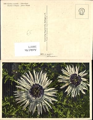 Bild des Verkufers fr 560171,Blumen Carlina acaulis Silberdistel zum Verkauf von Versandhandel Lehenbauer