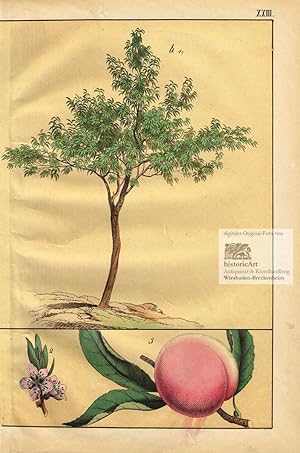 Der Pfirsichbaum. Amygdalus persica. Baum des Safran-Pfirsich. Baum, blühender Zweig und Frucht. ...