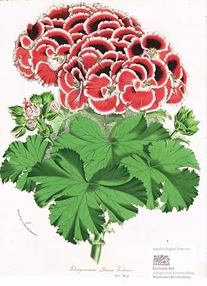 Pelargonium Queen Victoria. Große Lithographie von Van Houtte aus "Floris des Serres et des Jardi...