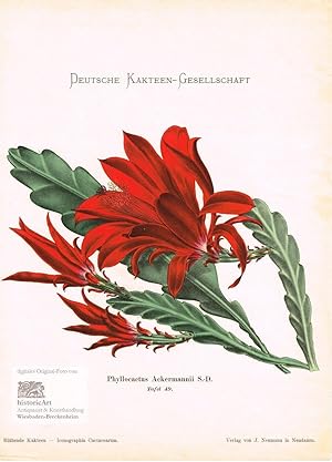 Phyllocactus Ackermannii. Große Lithographie aus "Iconographia Cactacearum" um 1920