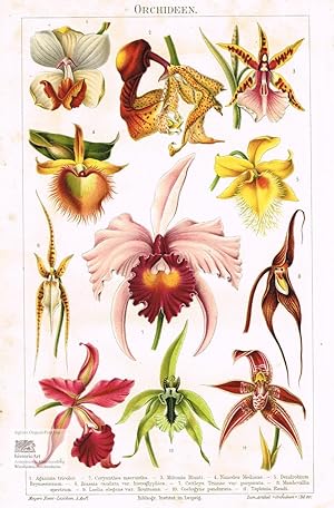 Orchideen. Tafel mit elf kolorierten Orchideen-Blüten um 1890