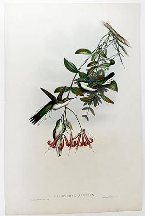 Seller image for Gould and Richter Cayenne Fairy Hummingbird Hand-Colored Plate for sale by Natural History Books