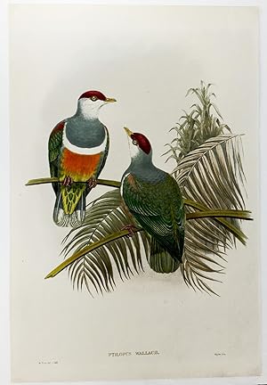 Gould and Hart Fruit Dove Hand-Colored Plate