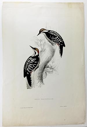 Gould Brown-fronted Woodpecker Hand-Colored Plate