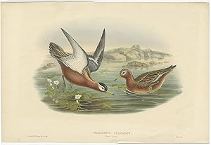 Antique Bird Print of the Red Phalarope by J. Gould (1832)
