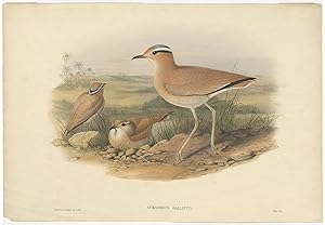 Antique Bird Print of the Cream-Coloured Courser by J. Gould (1862)