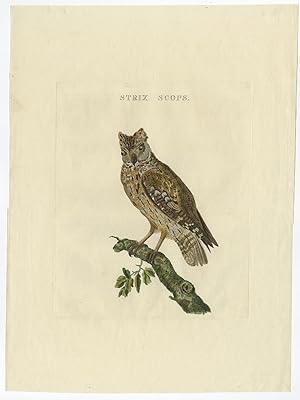 Antique Bird Print of the Scops-Eared Owl by Sepp & Nozeman (1829)