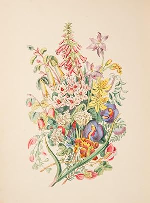 Seller image for [BURKE & WILLS] Bush flowers from Australia. By a daughter of the Soil. for sale by Douglas Stewart Fine Books