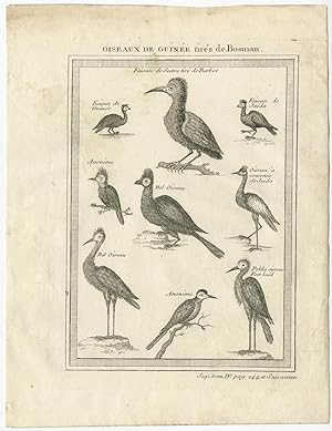 Antique Print of various Birds of Guinea by A.F. Prévost (1757)